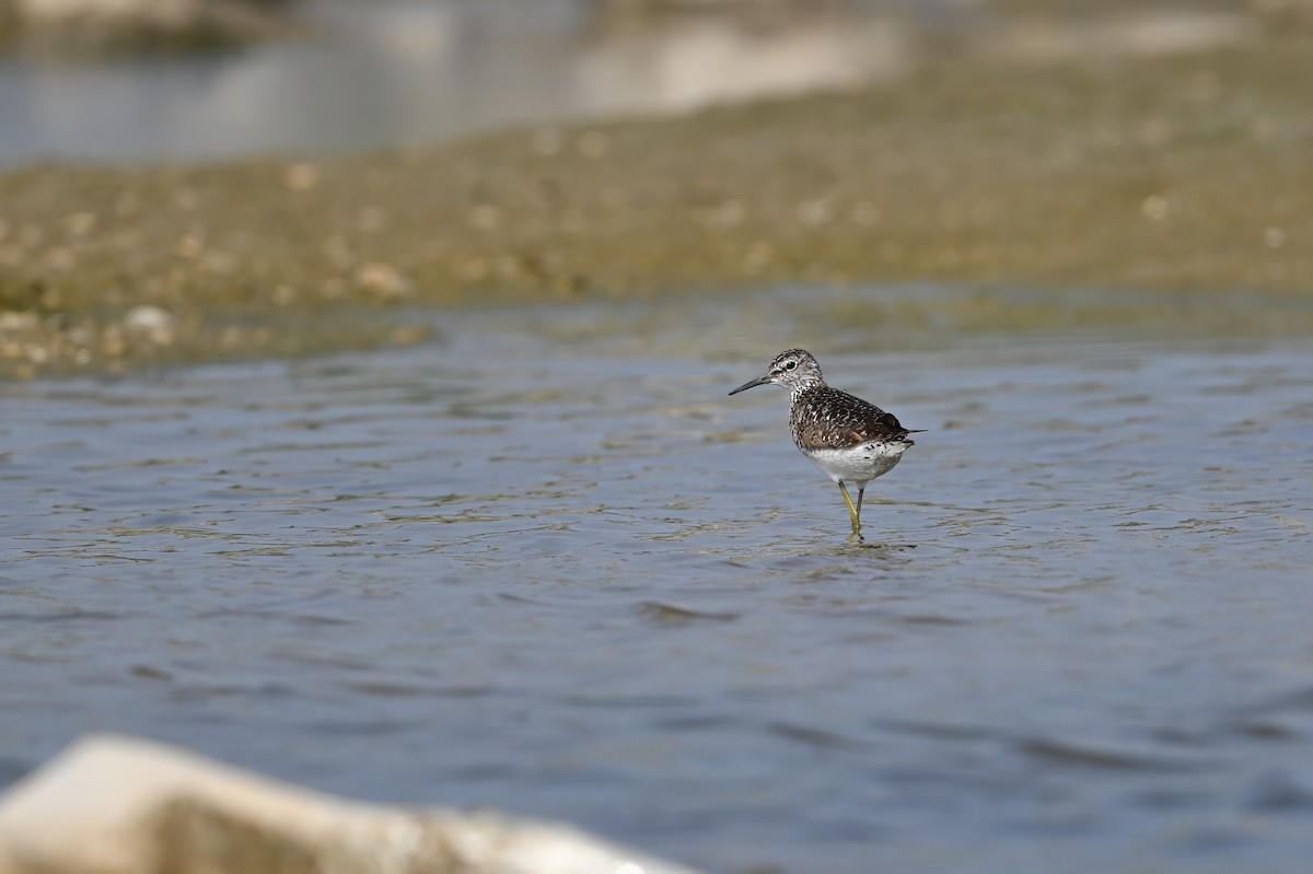 鷹斑鷸 - ML646948399