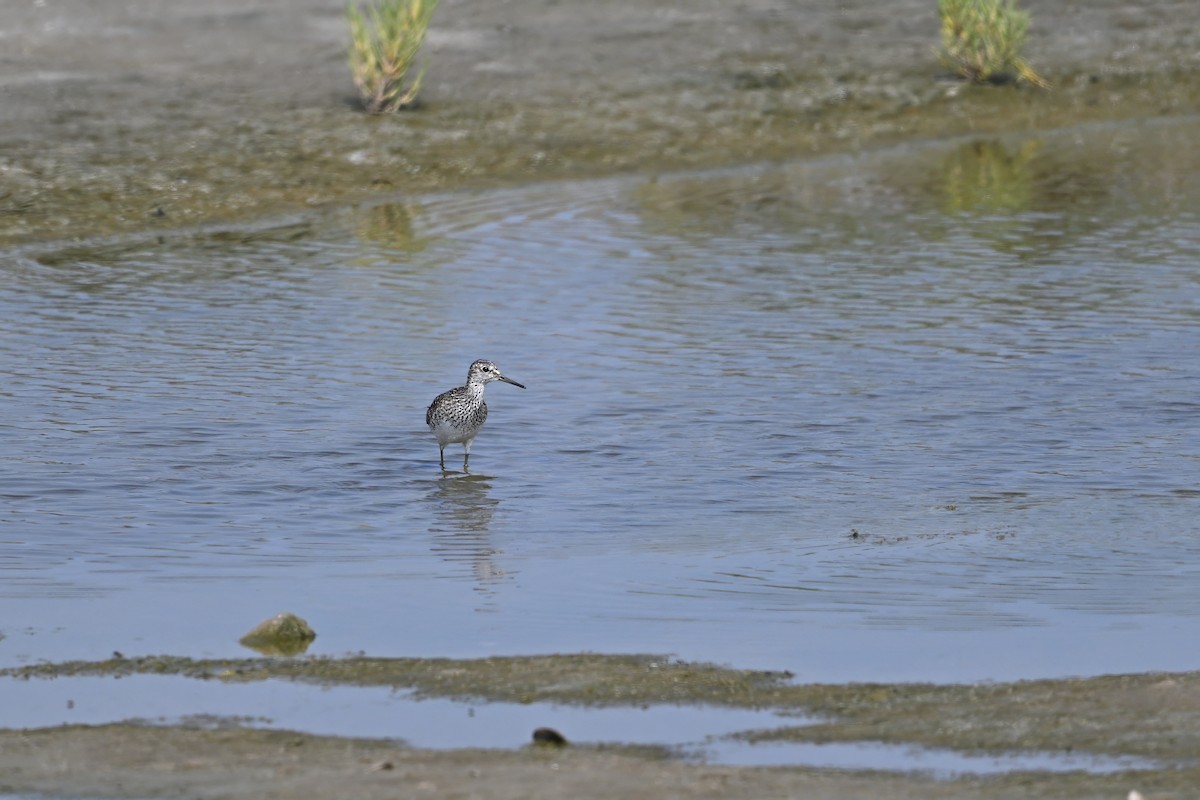 鷹斑鷸 - ML646948400