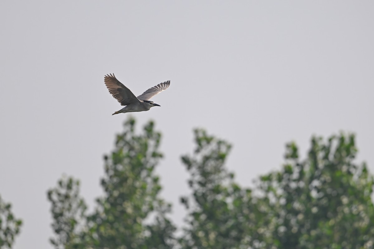 夜鷺 - ML646948401