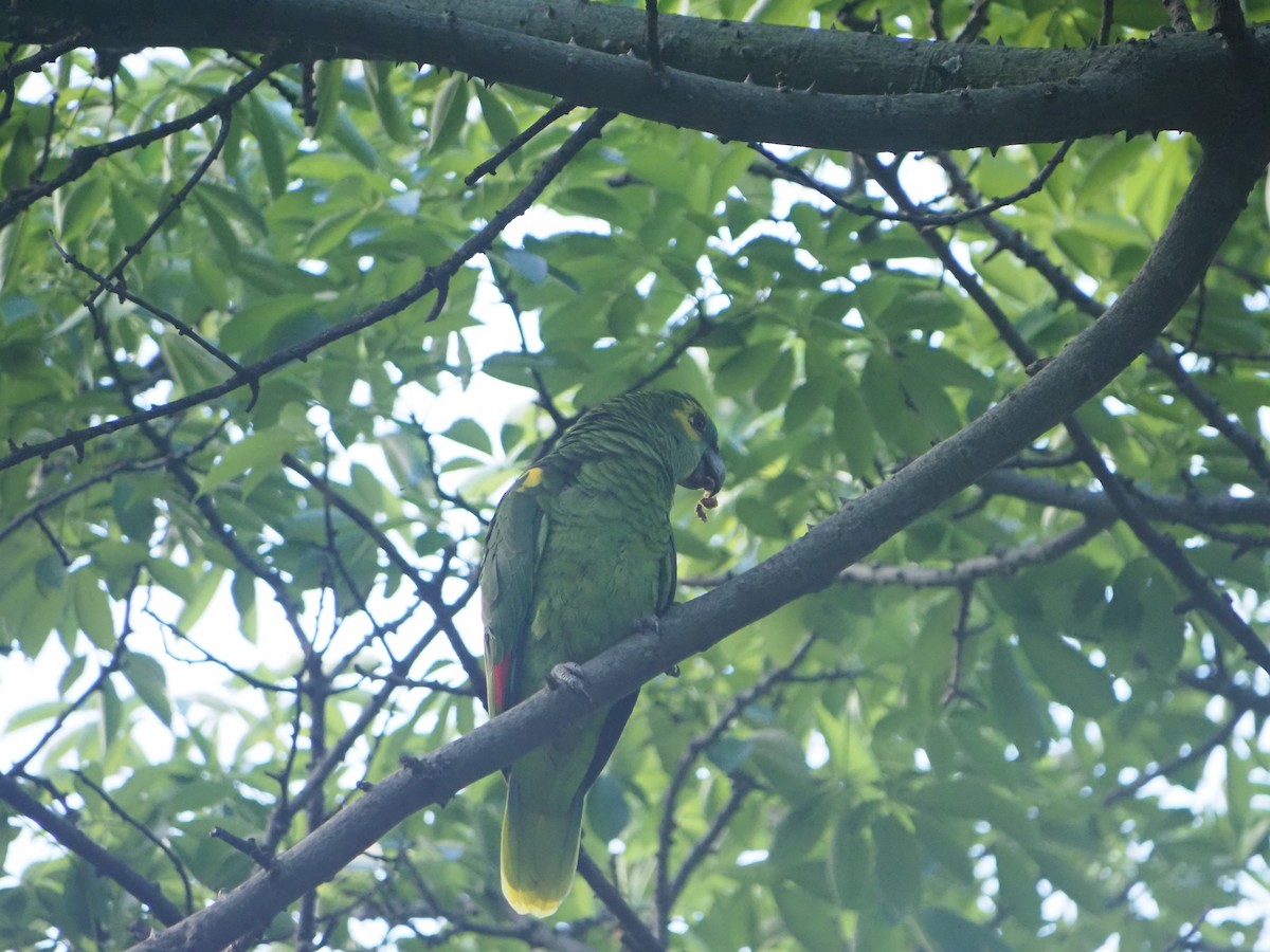 Turquoise-fronted Amazon - ML646948410