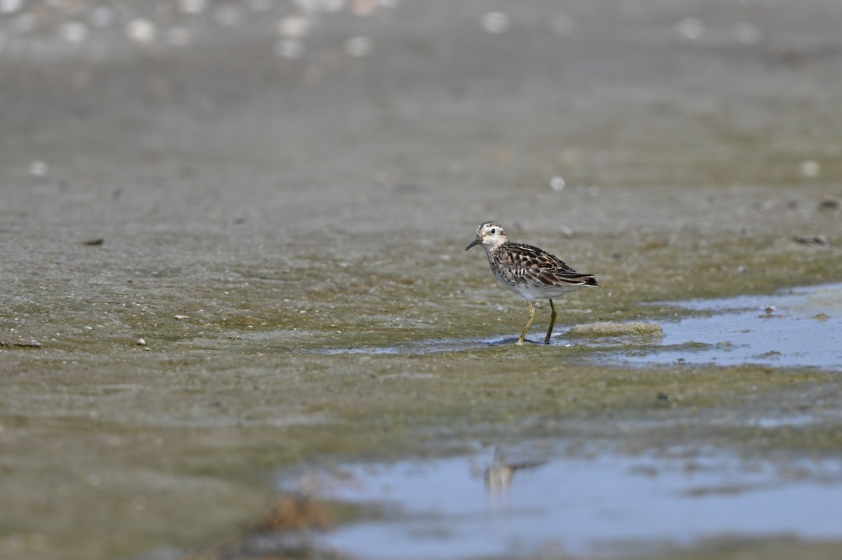 長趾濱鷸 - ML646948411