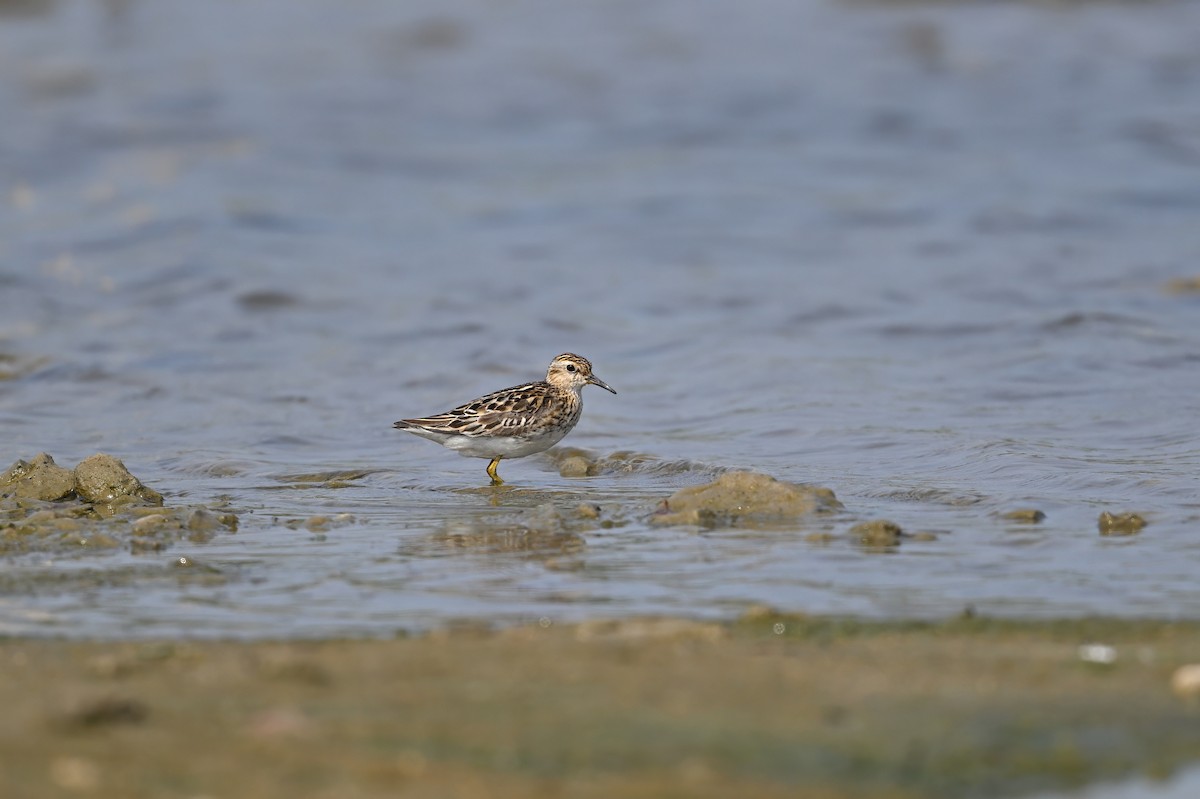 長趾濱鷸 - ML646948412