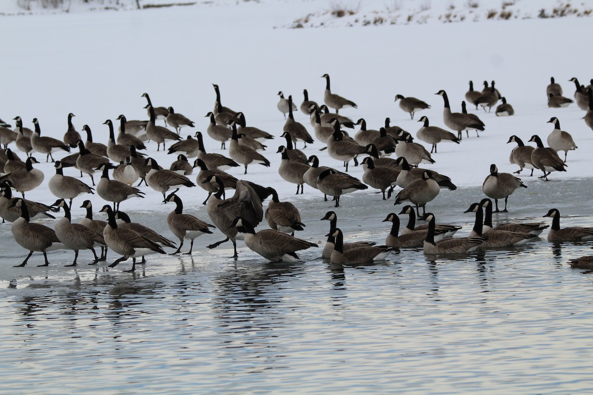 Canada Goose - ML646948417