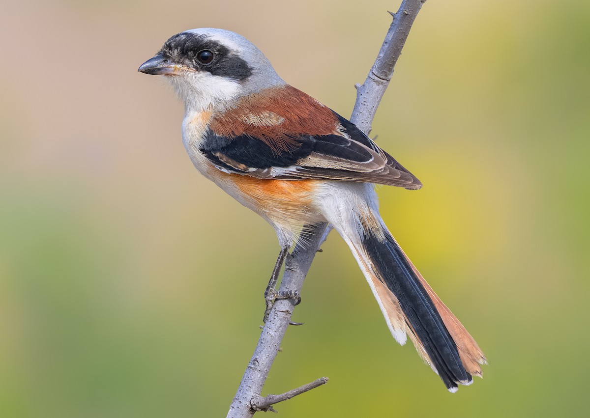 クロビタイセアカモズ - ML646948423