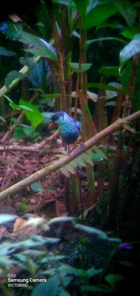 Black-capped Tanager - ML646948424