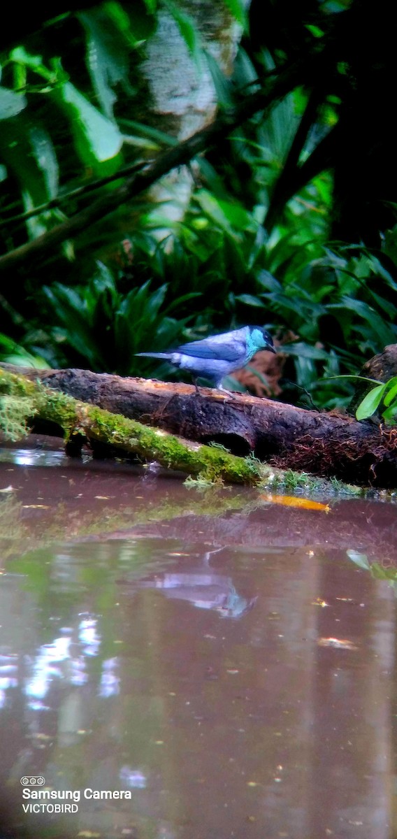 Black-capped Tanager - ML646948425