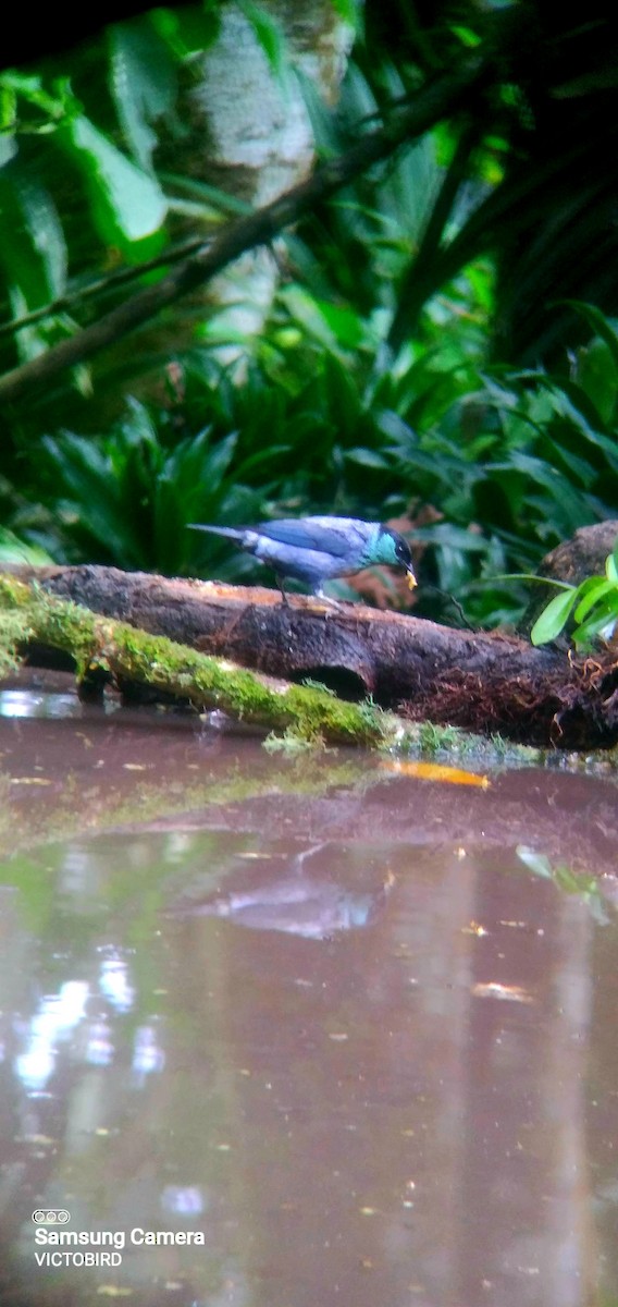 Black-capped Tanager - ML646948426