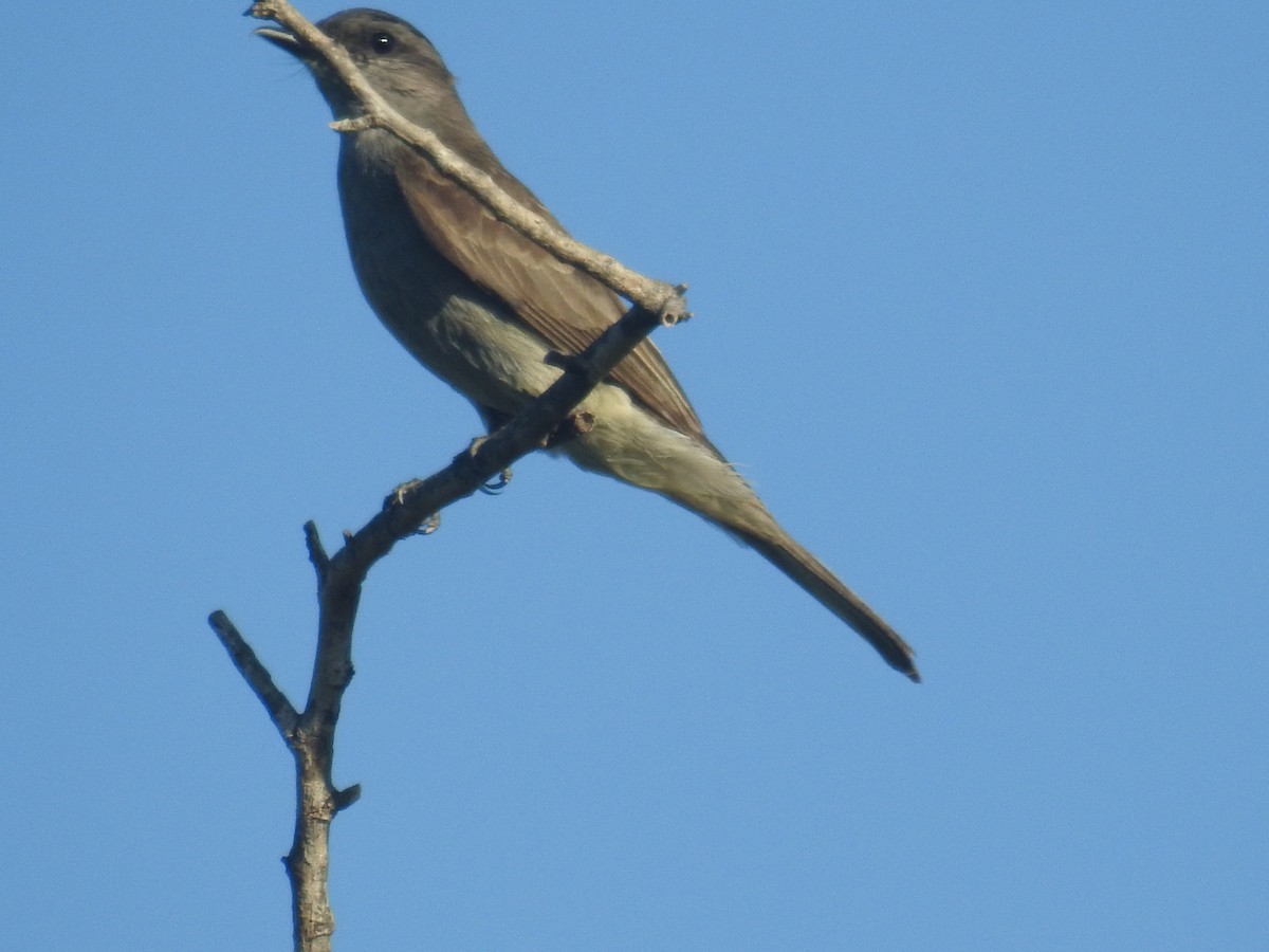 Crowned Slaty Flycatcher - ML646948428