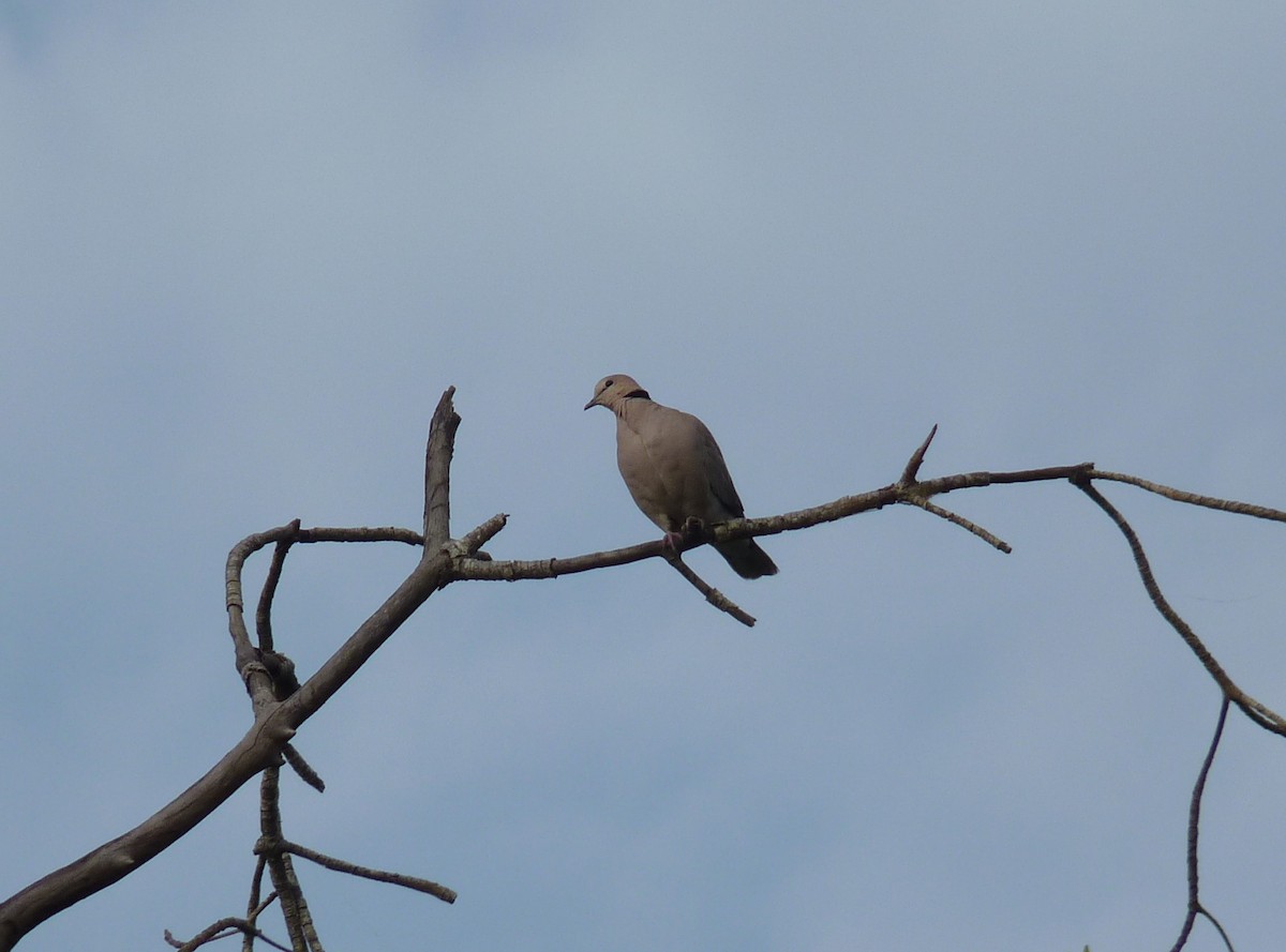 Горлиця рожева - ML646948429