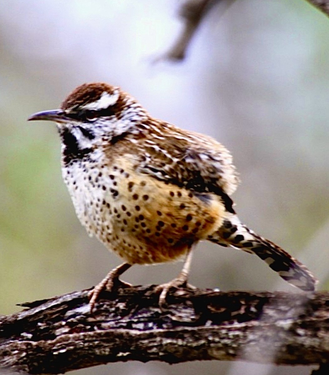 Cucarachero Desértico - ML646948430