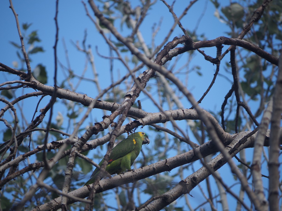 Turquoise-fronted Amazon - ML646948431