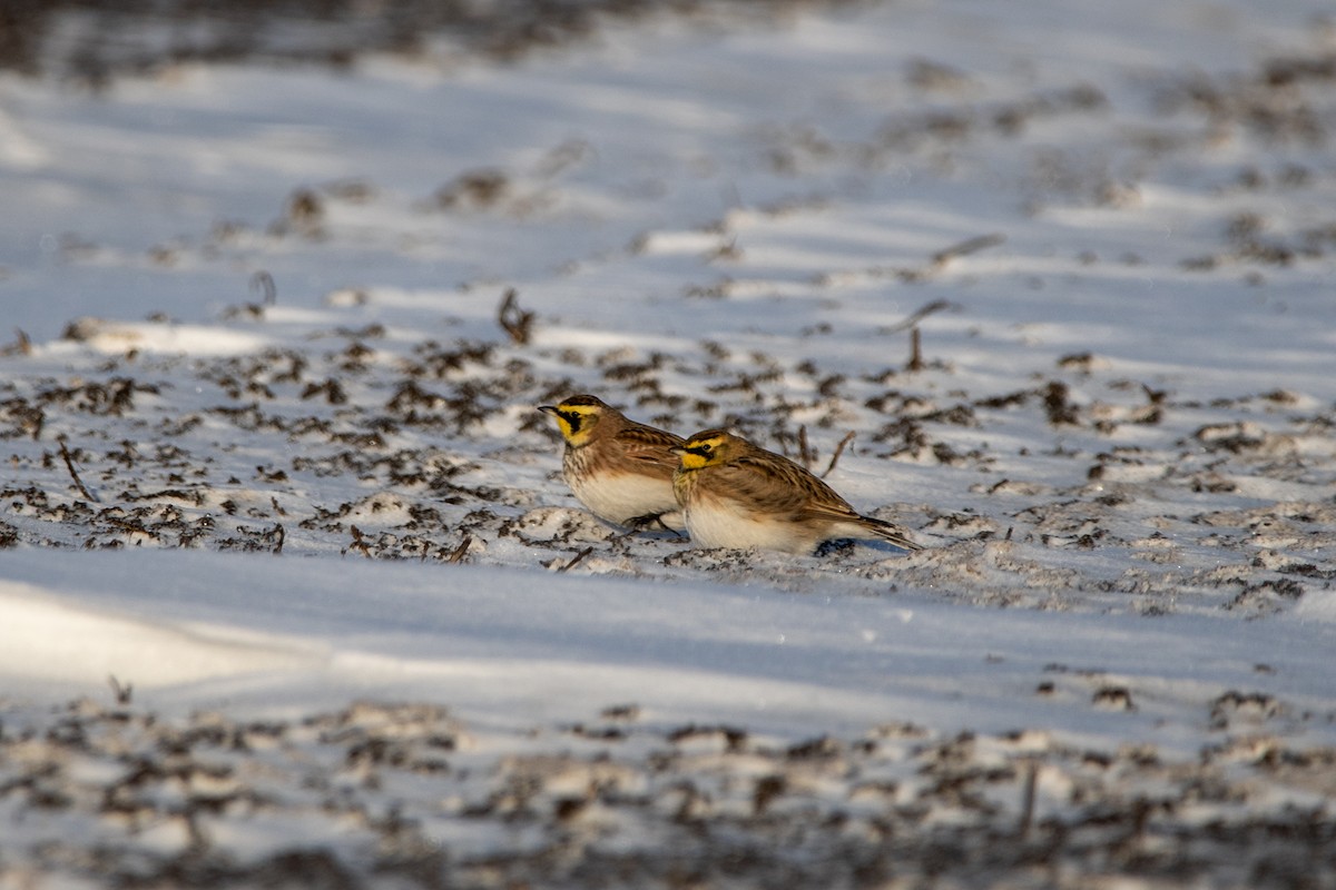 Horned Lark - ML646948433