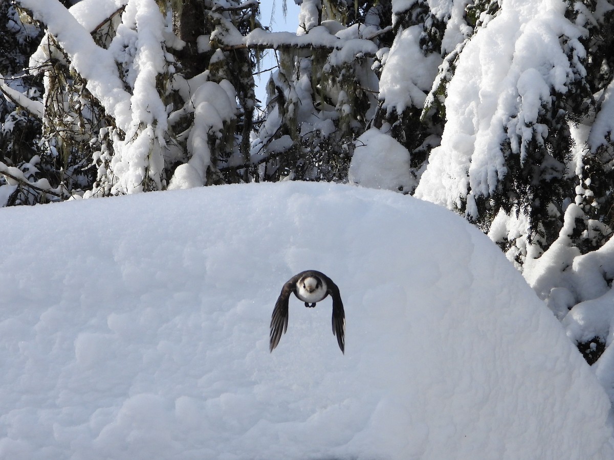 Canada Jay - ML646948435