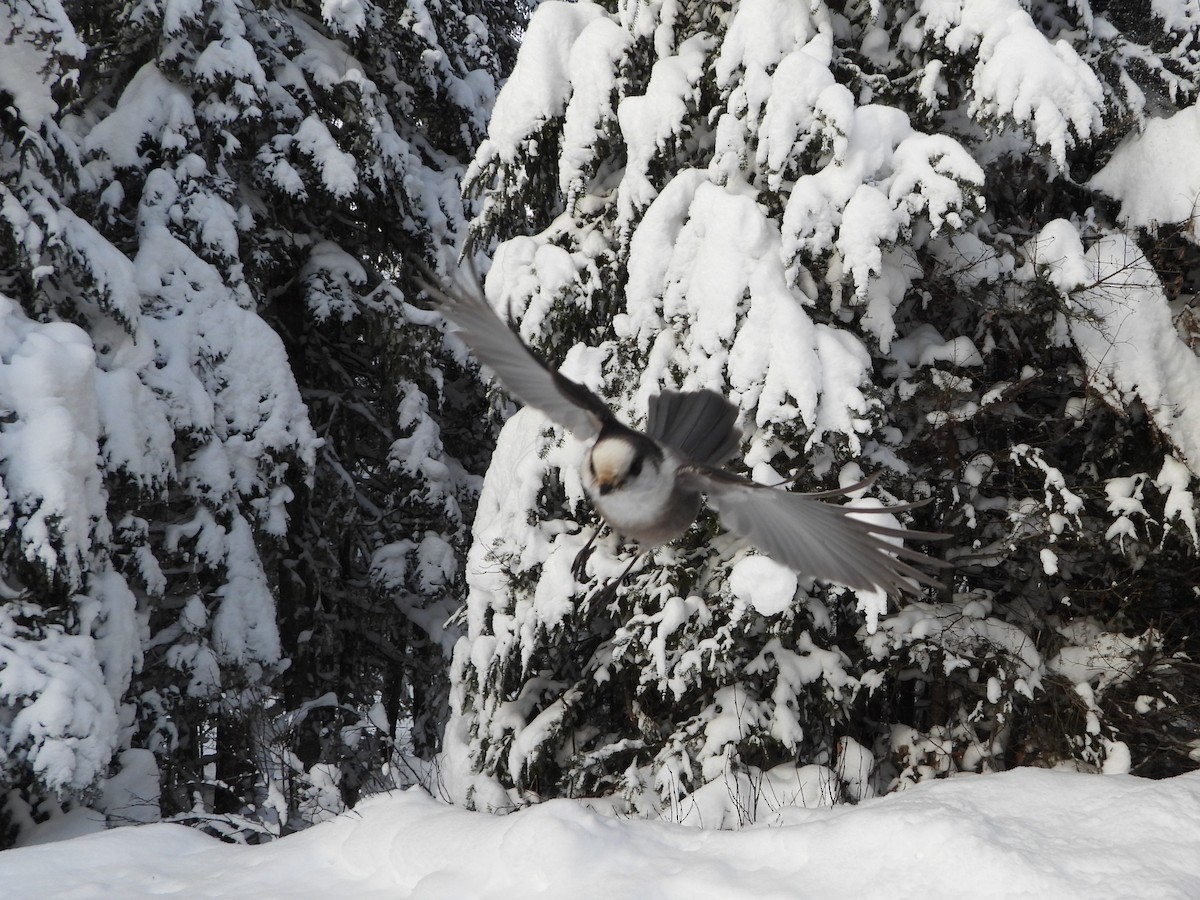 Canada Jay - ML646948436