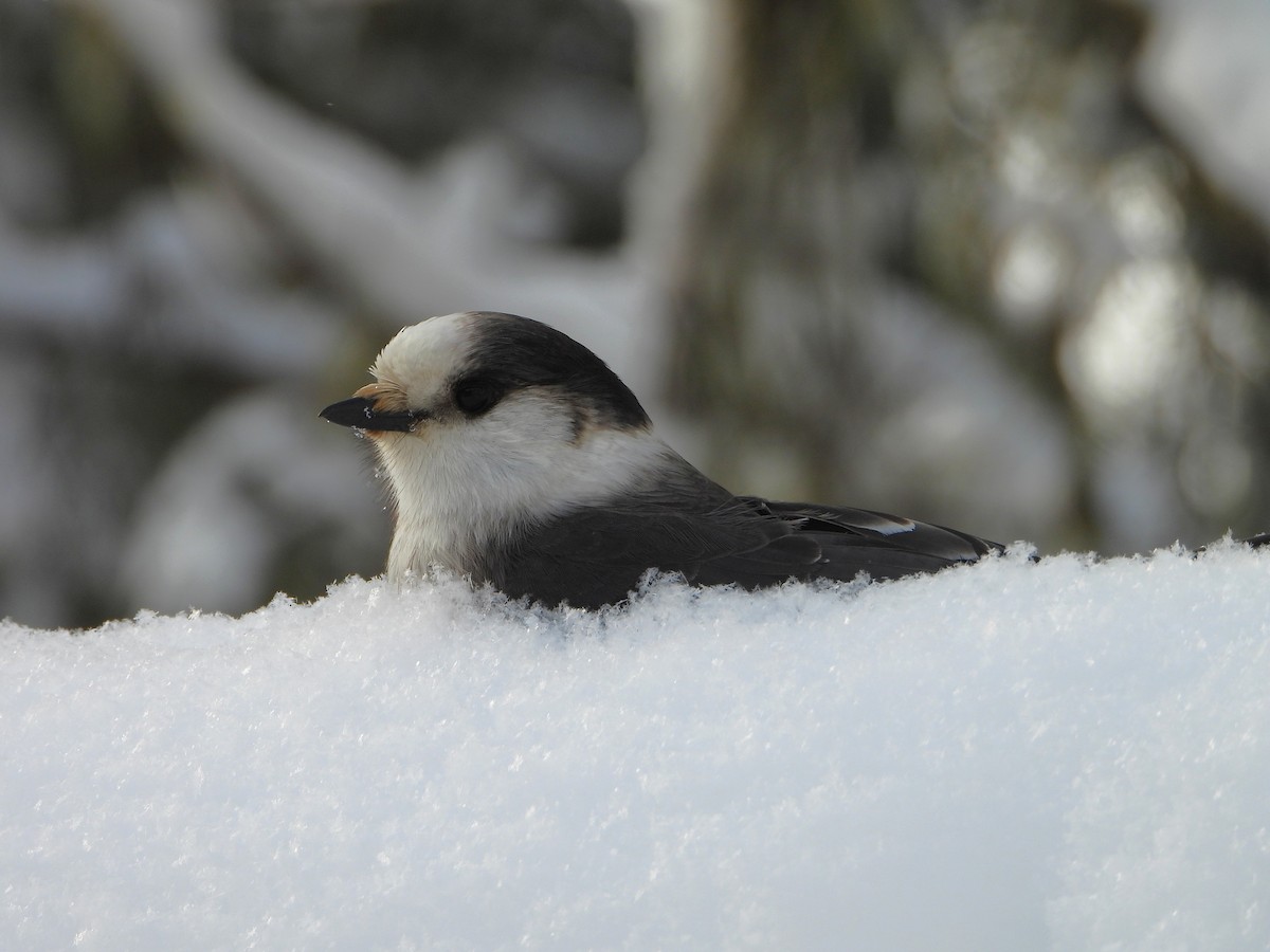 Canada Jay - ML646948437