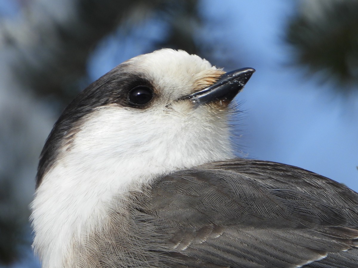 Canada Jay - ML646948438