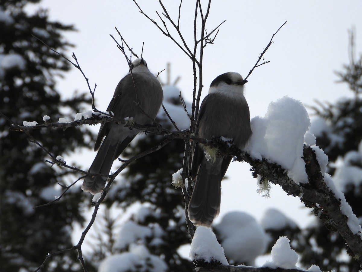 Canada Jay - ML646948439