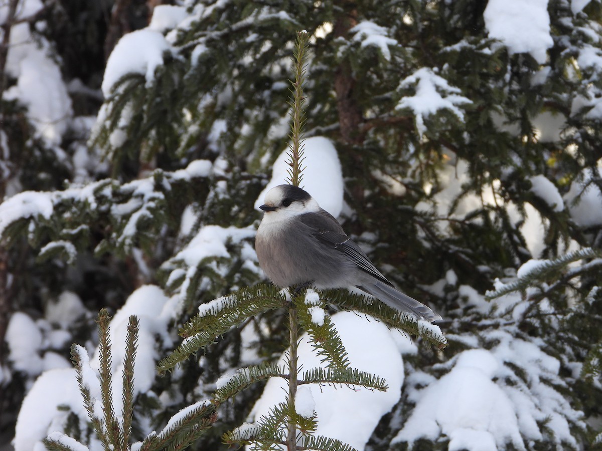 Canada Jay - ML646948440
