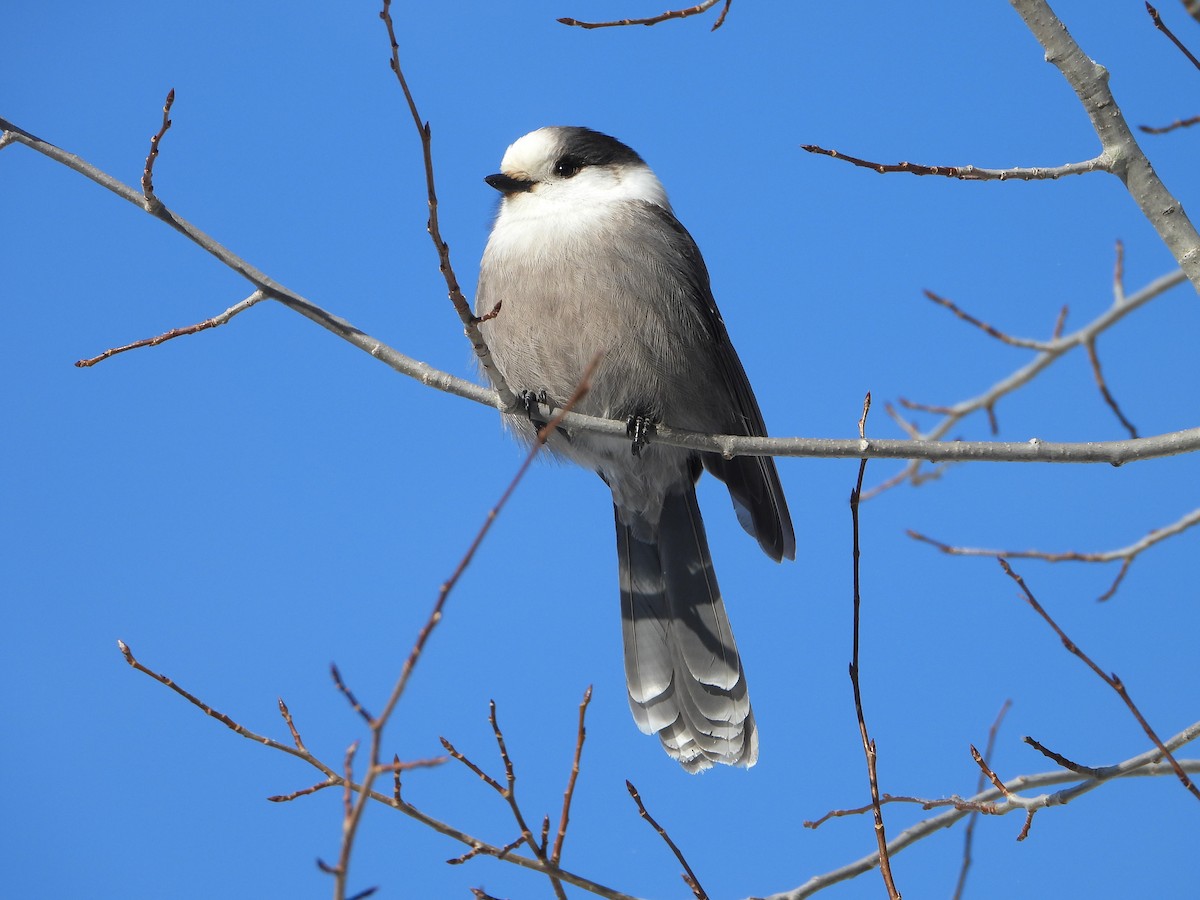 Canada Jay - ML646948441