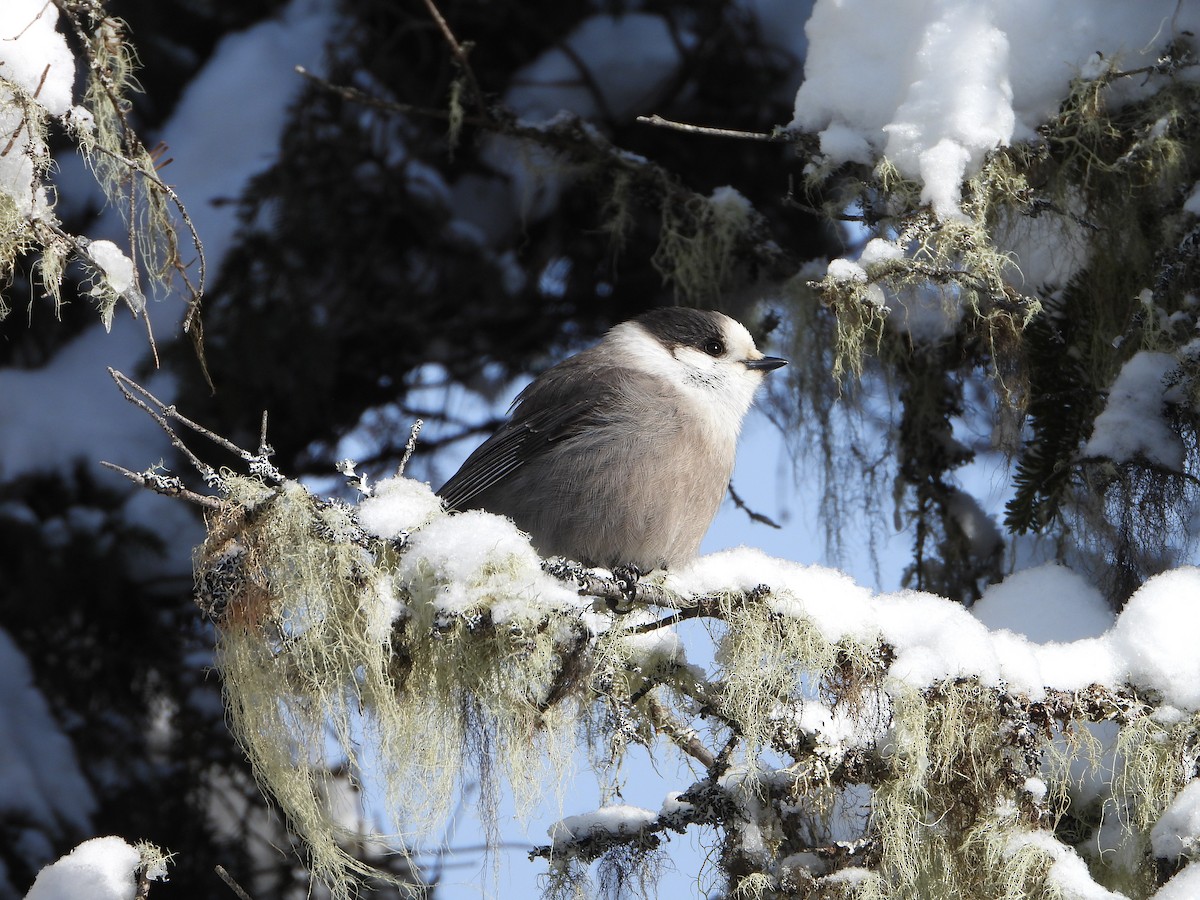 Canada Jay - ML646948442