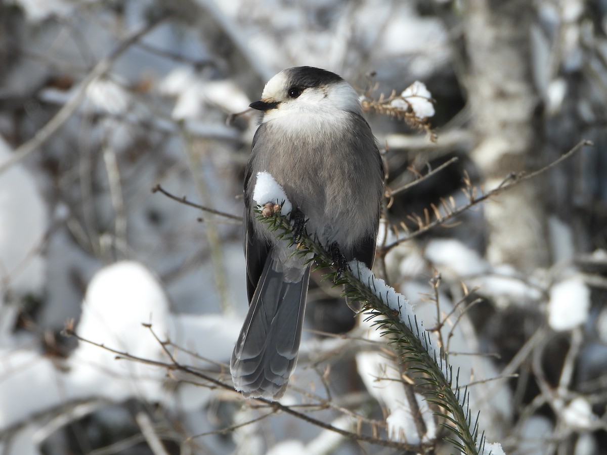 Canada Jay - ML646948443