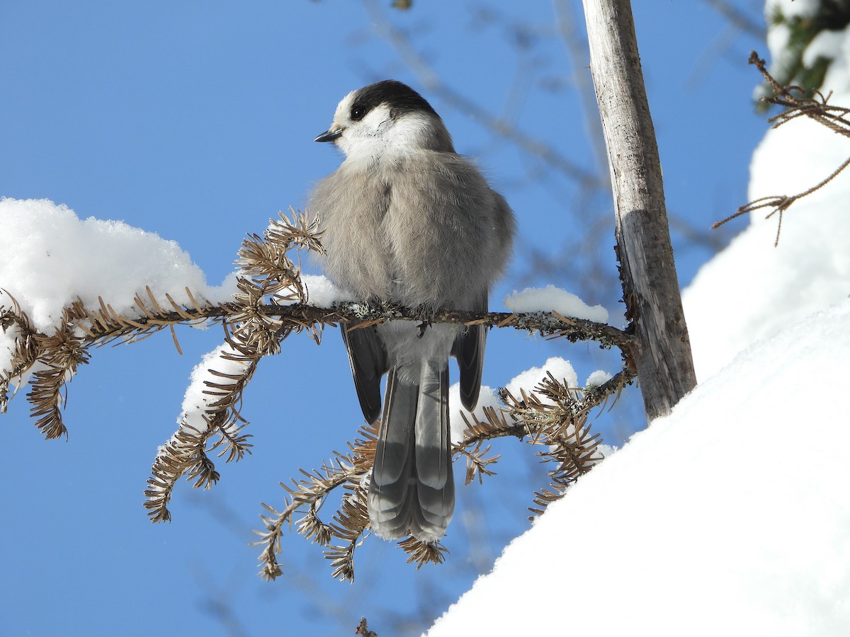 Canada Jay - ML646948444