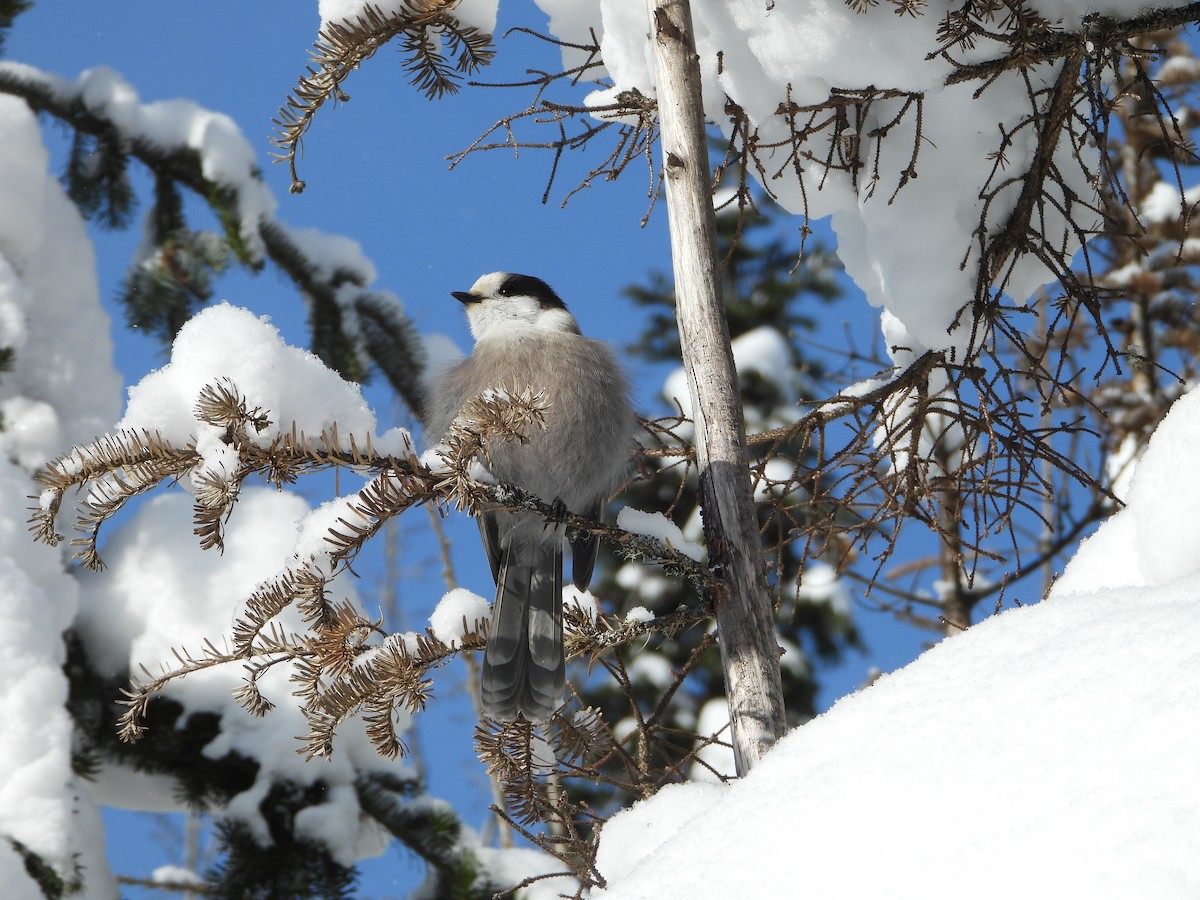 Canada Jay - ML646948445