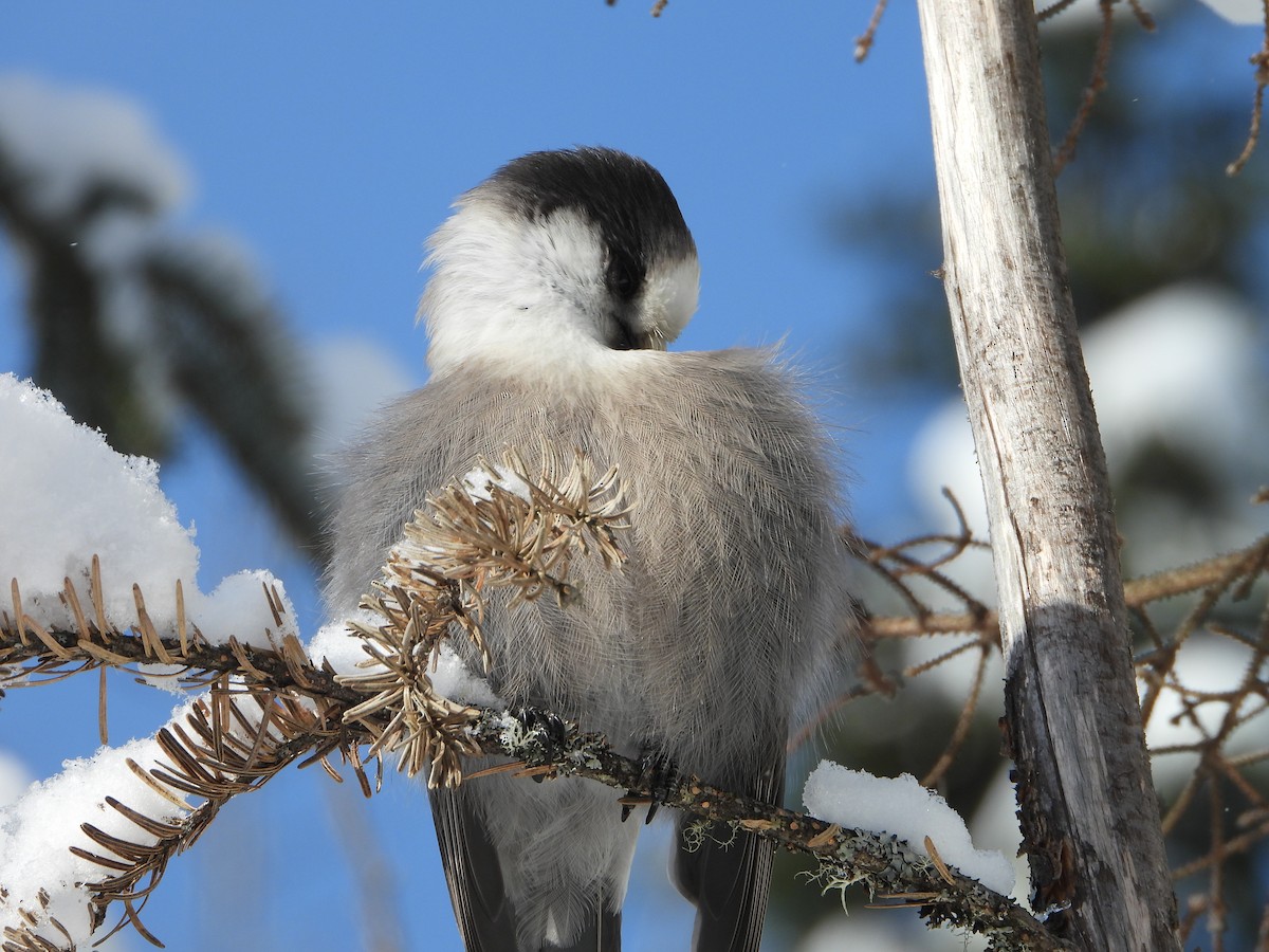 Canada Jay - ML646948446