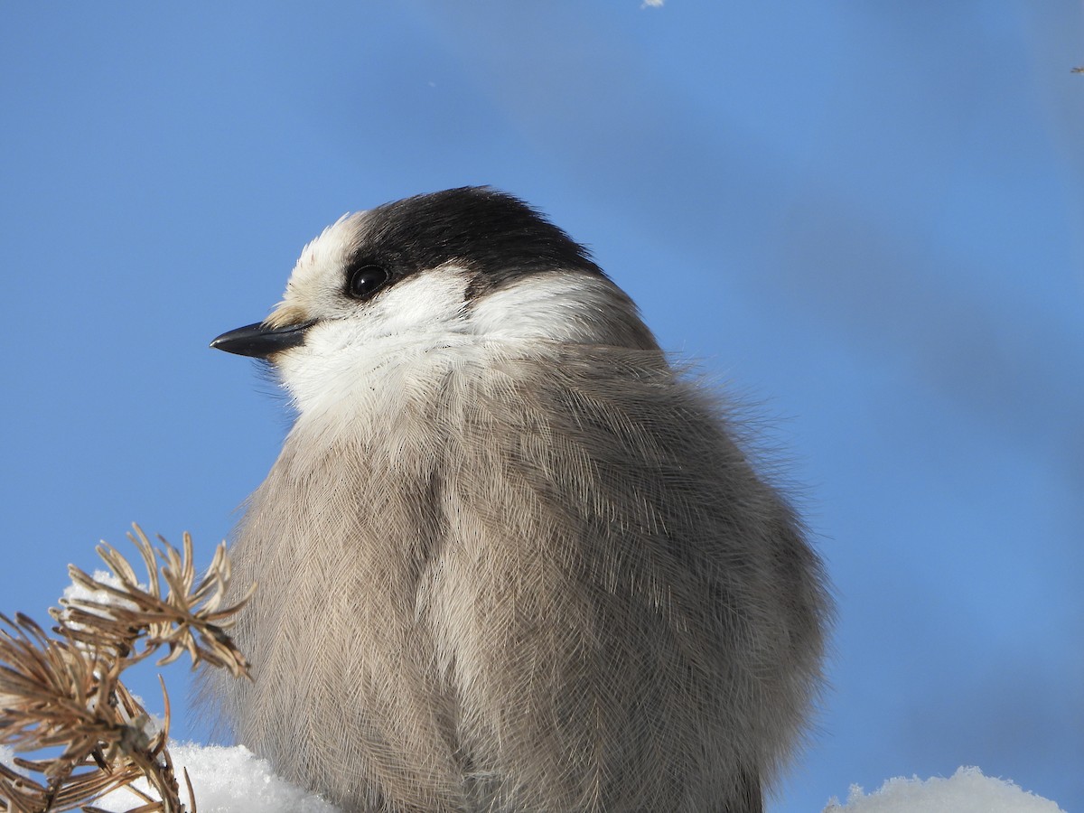 Canada Jay - ML646948447