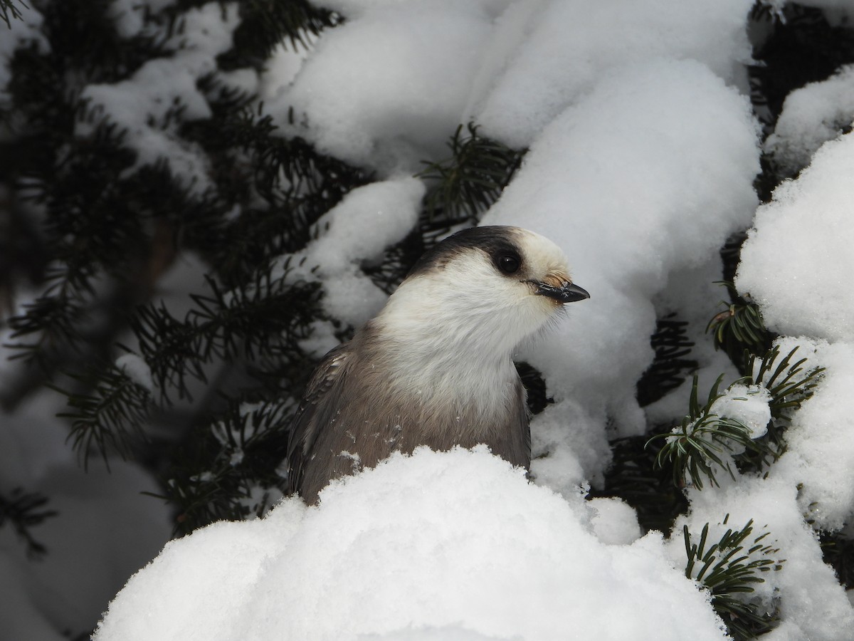 Canada Jay - ML646948448