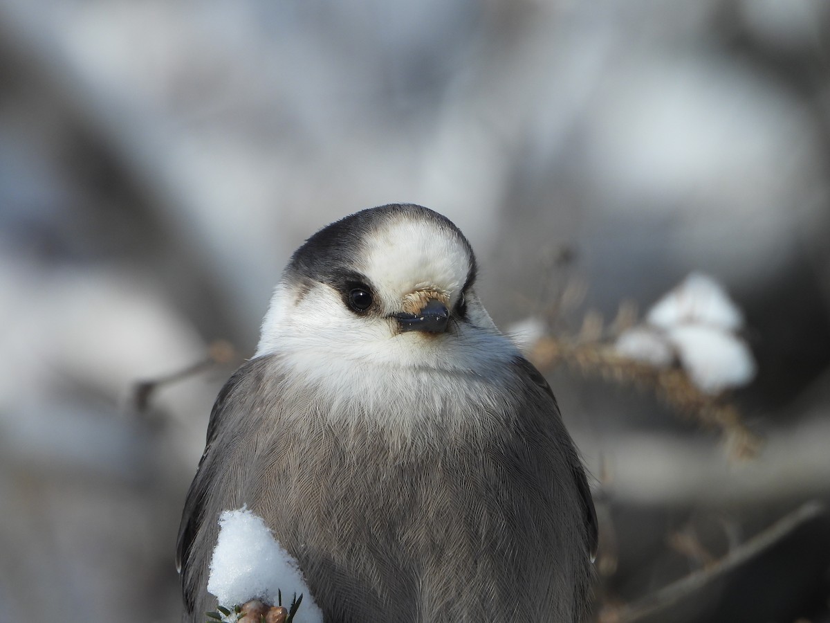 Canada Jay - ML646948449