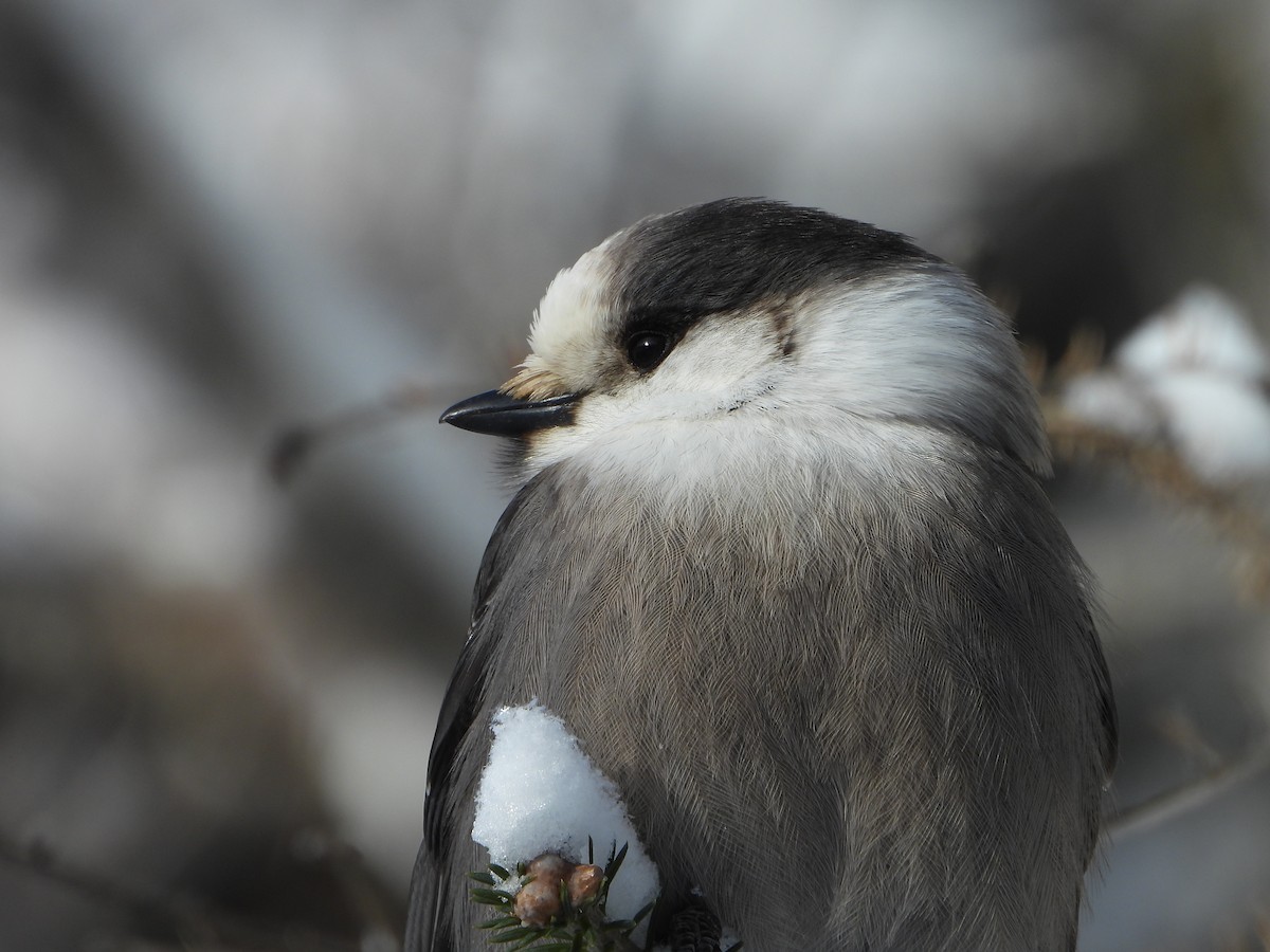 Canada Jay - ML646948450