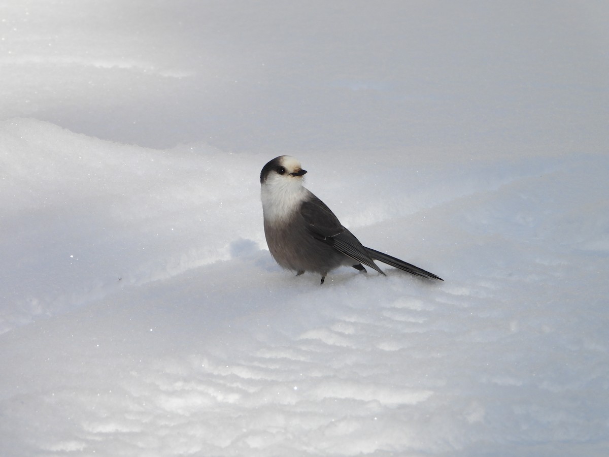 Canada Jay - ML646948451