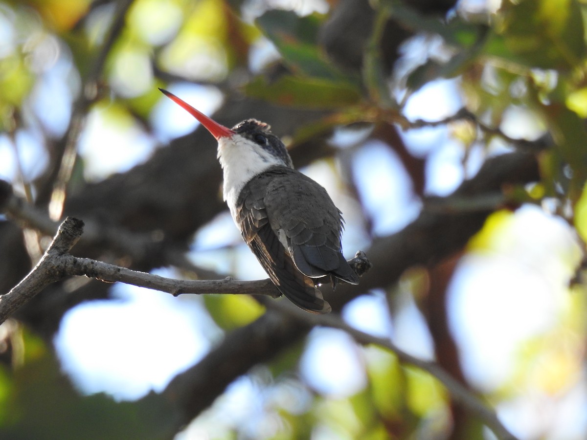 Violet-crowned Hummingbird - ML646948452