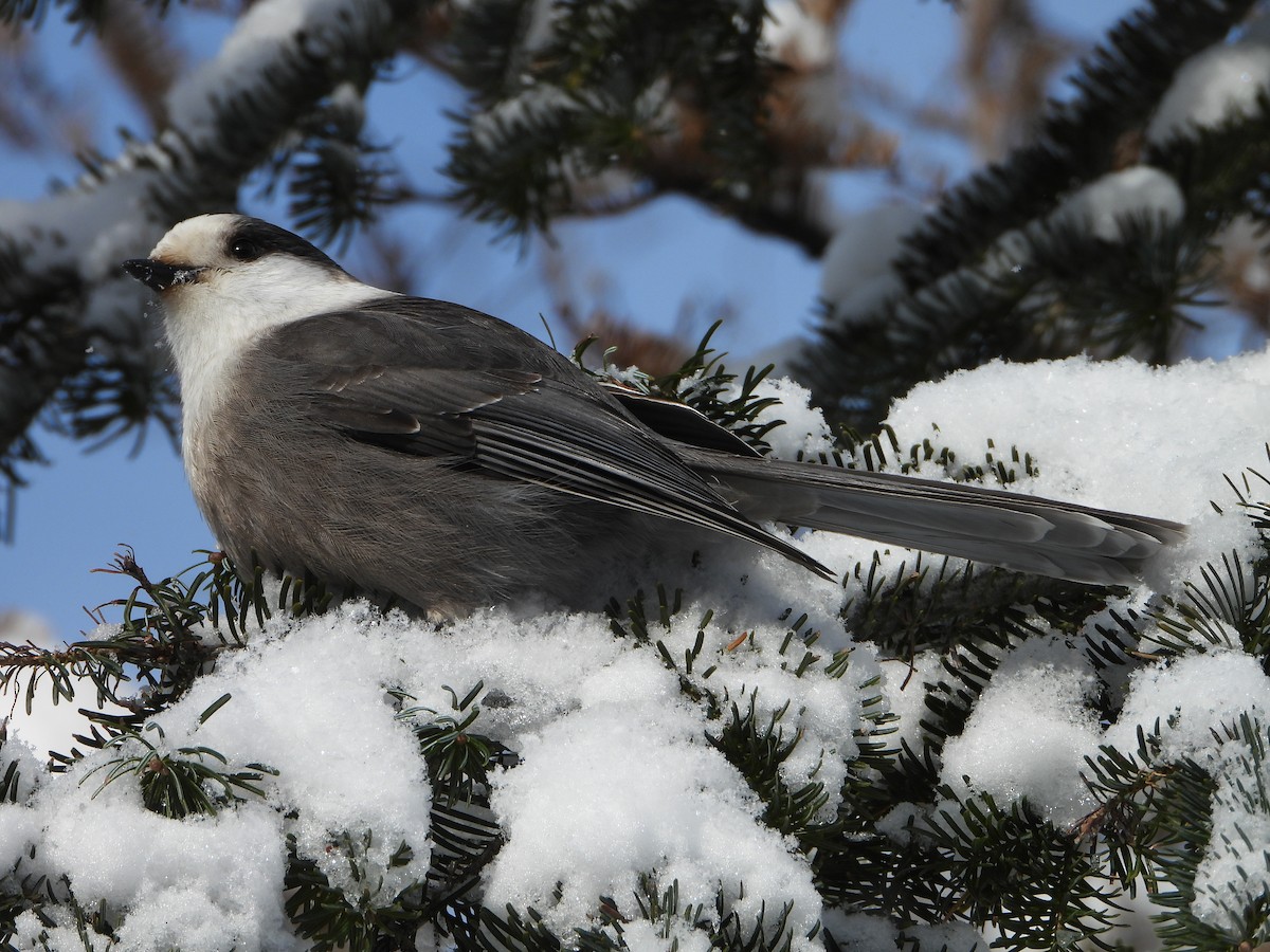 Canada Jay - ML646948453