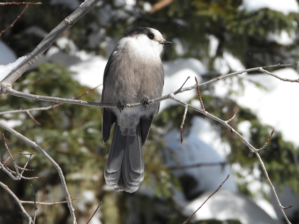 Canada Jay - ML646948454
