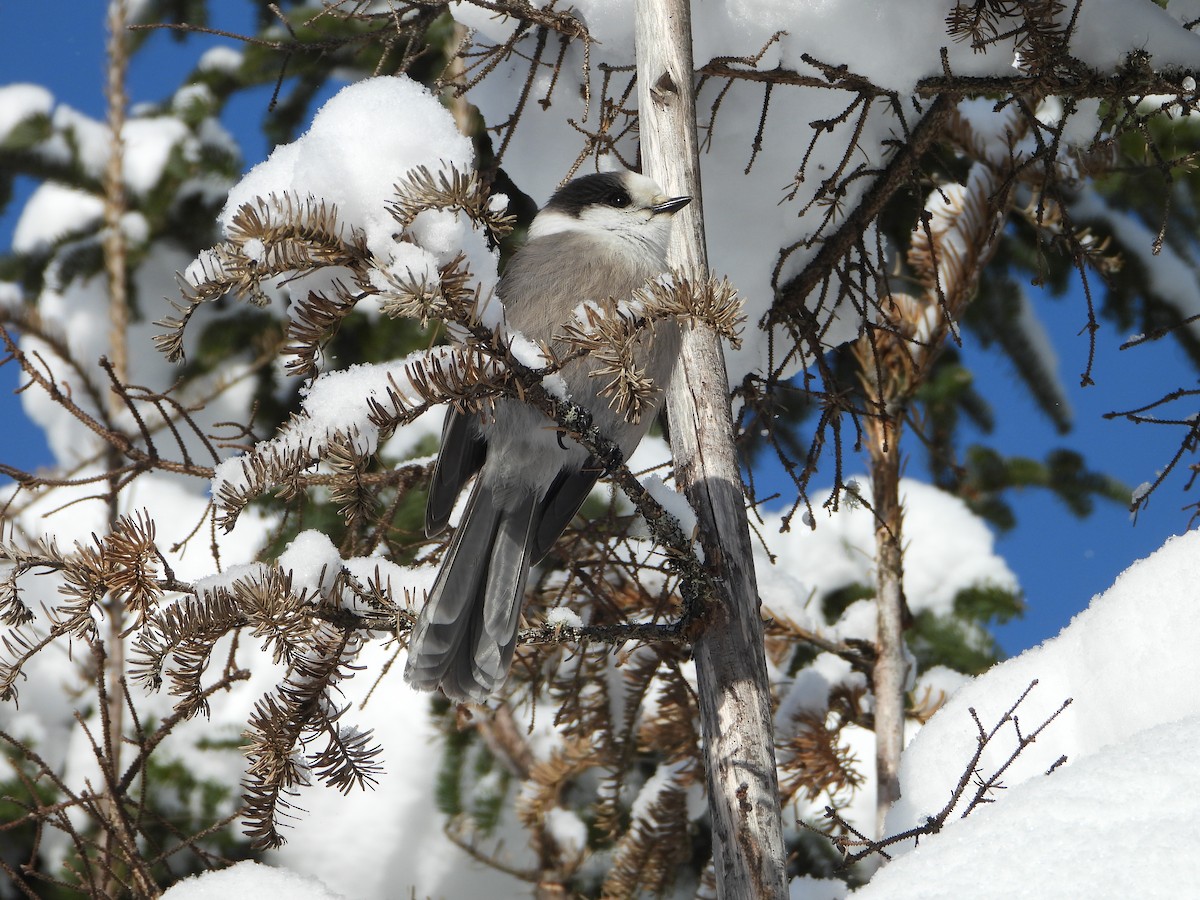 Canada Jay - ML646948455