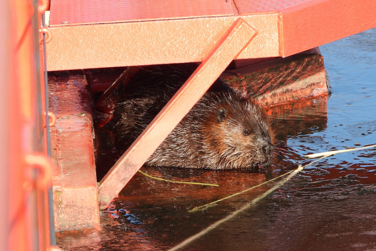 American Beaver - ML646948456