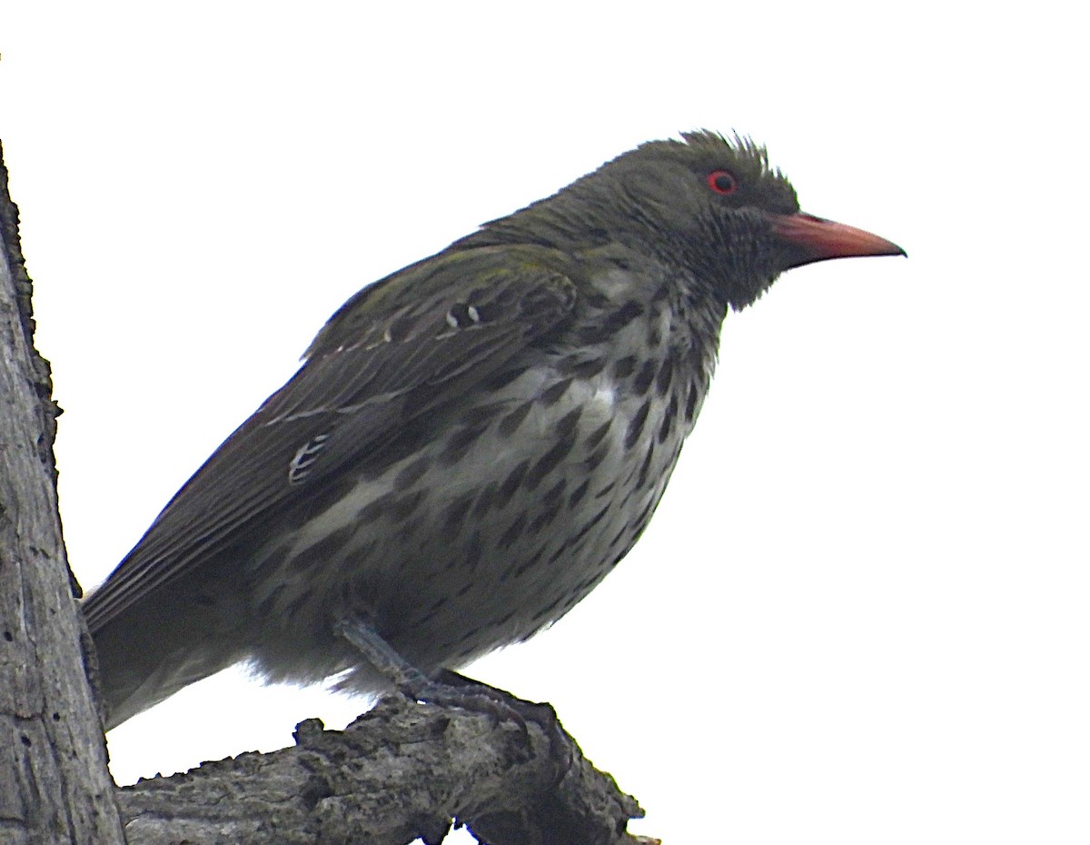 Olive-backed Oriole - ML646948460