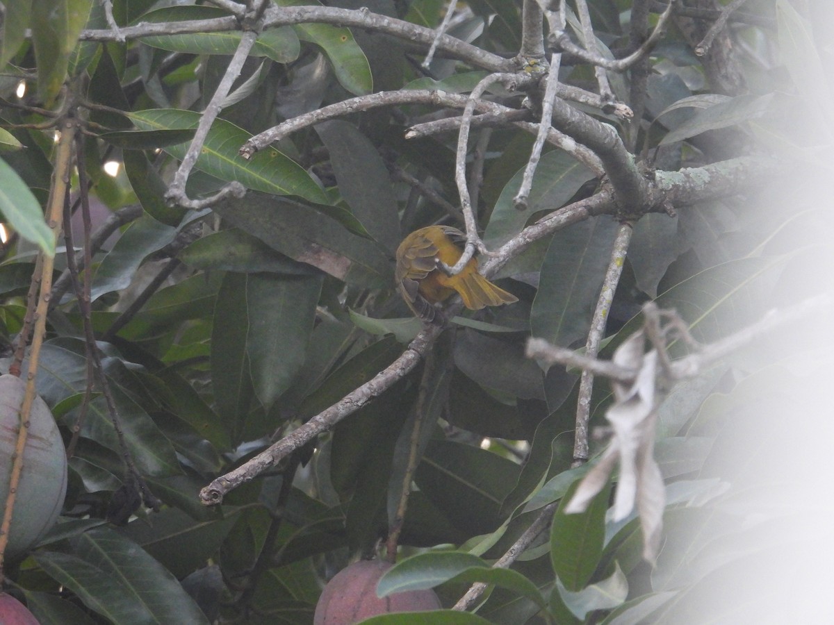 Sommerkardinal - ML646948462