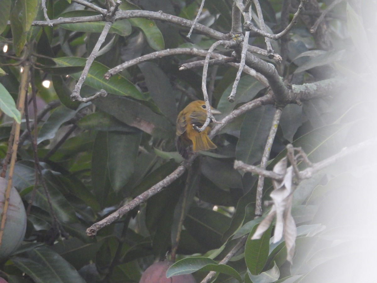 Sommerkardinal - ML646948464