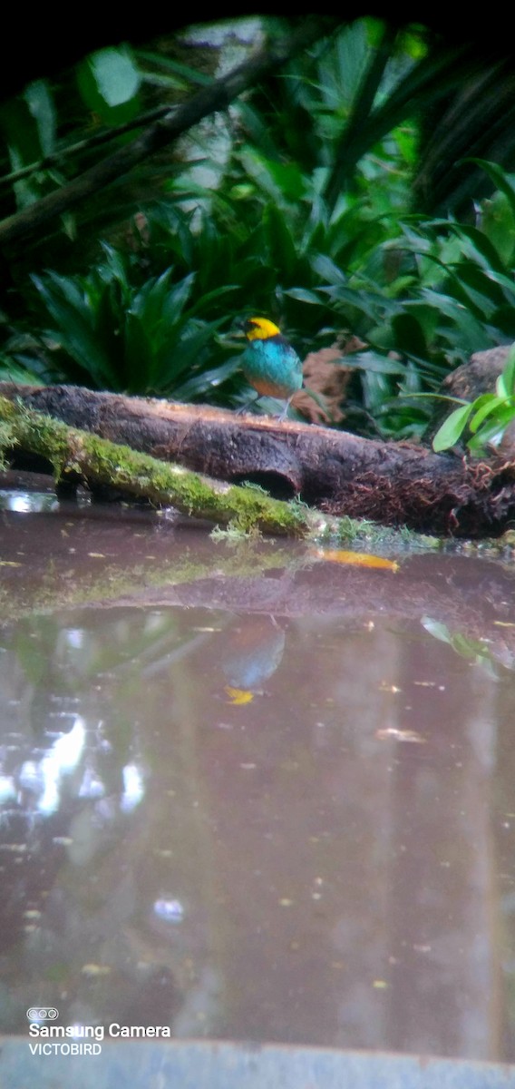 Saffron-crowned Tanager - ML646948468