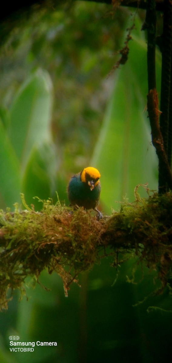 Saffron-crowned Tanager - ML646948469