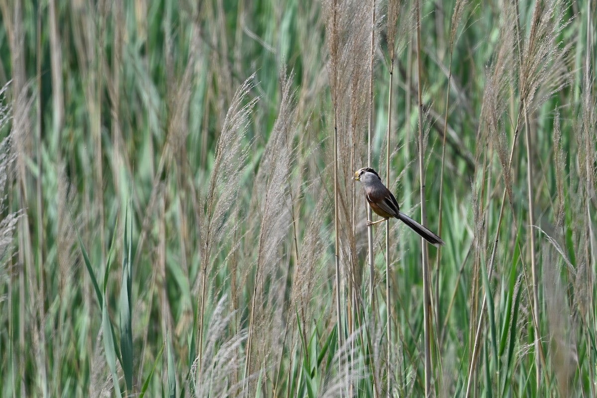 Reed Parrotbill - ML646948470