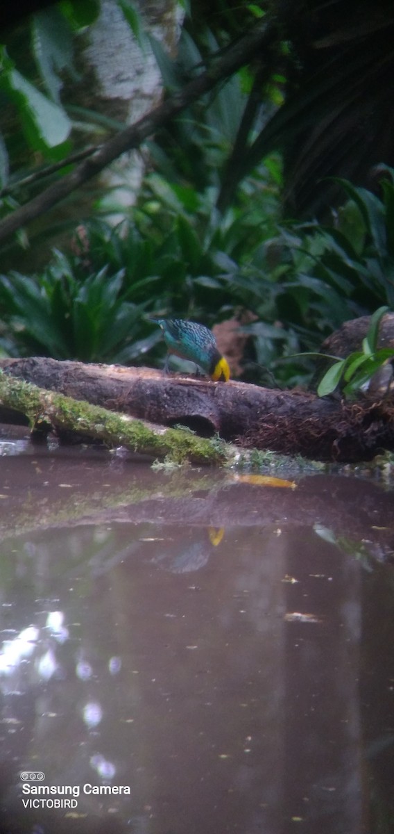 Saffron-crowned Tanager - ML646948471