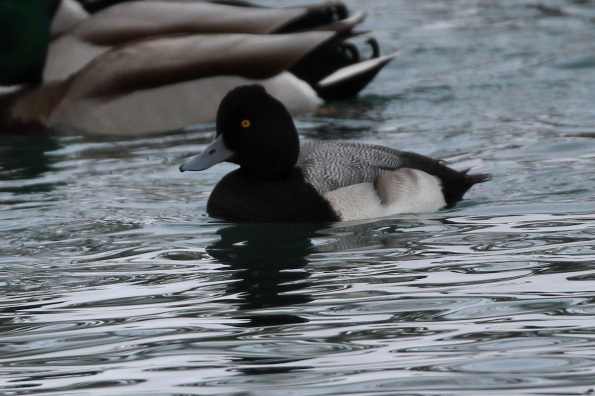 Lesser Scaup - ML646948472