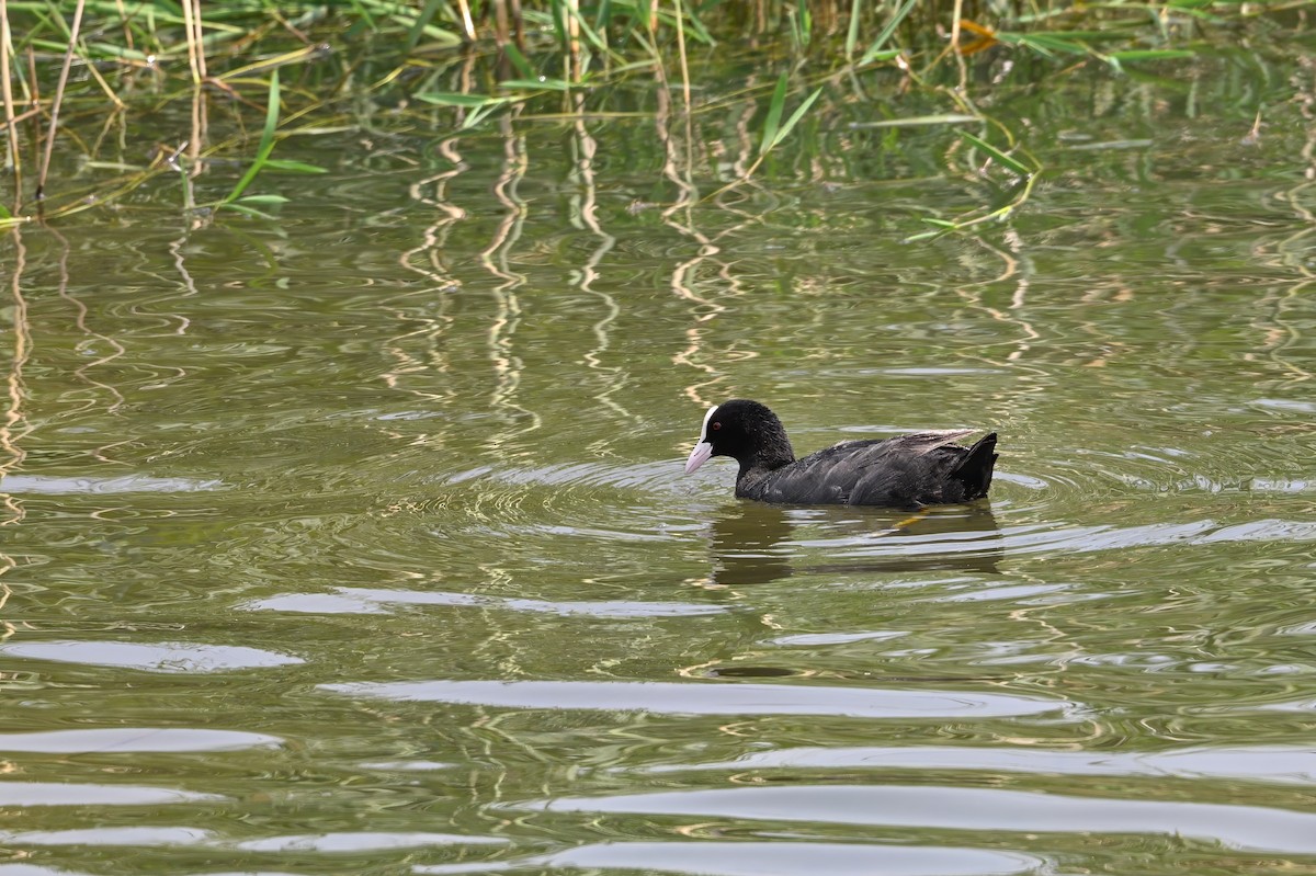 白冠雞 - ML646948473