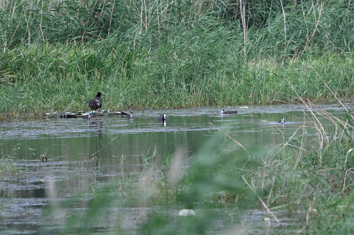 白冠雞 - ML646948474