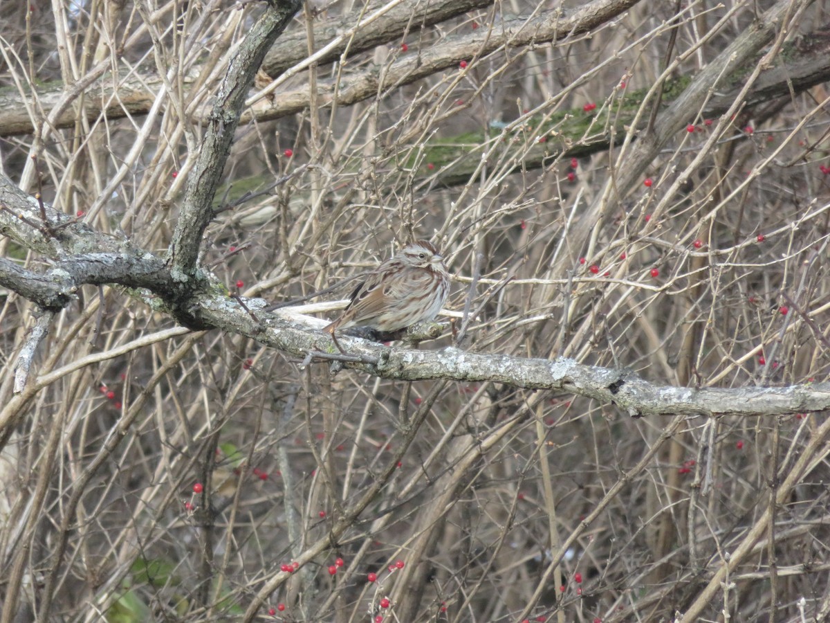 Song Sparrow - ML646948476