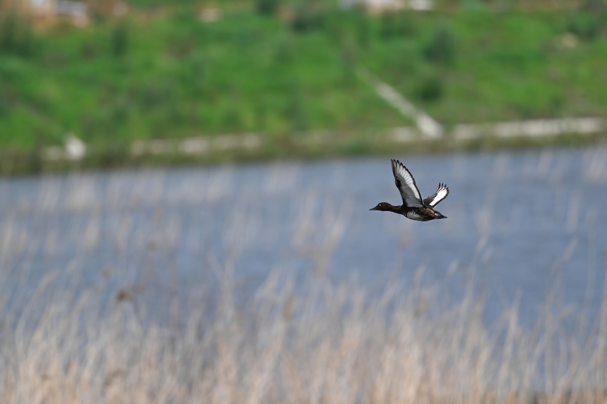 白眼潛鴨 - ML646948478